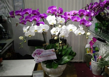 Album Happy New Year 2016 (Hoang Lan Orchids)