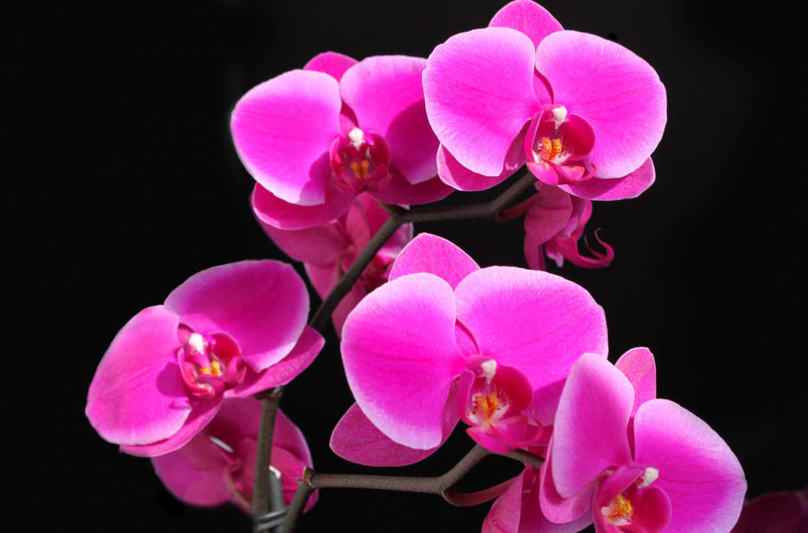 Notes on the care and nursery for orchids